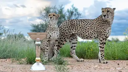Cheetah from the Naankuse Foundation Wildlife Sanctuary pictured with the ICC U19 Men's Cricket World Cup Trophy prior to the ICC U19 Men's Cricket World Cup 2026 on January 14, 2026 in Windhoek, Namibia. (Photo by ICC via Getty Images)