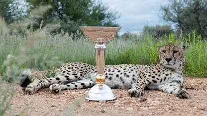 Cheetah from the Naankuse Foundation Wildlife Sanctuary pictured with the ICC U19 Men's Cricket World Cup Trophy prior to the ICC U19 Men's Cricket World Cup 2026 on January 14, 2026 in Windhoek, Namibia. (Photo by ICC via Getty Images)