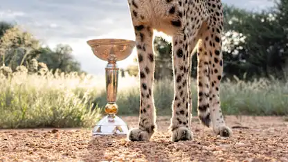 Cheetah from the Naankuse Foundation Wildlife Sanctuary pictured with the ICC U19 Men's Cricket World Cup Trophy prior to the ICC U19 Men's Cricket World Cup 2026 on January 14, 2026 in Windhoek, Namibia. (Photo by ICC via Getty Images)