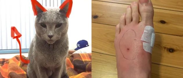 Lily caused cat mum Rachael Haynes some pain – Pic: Mel Jones Twitter