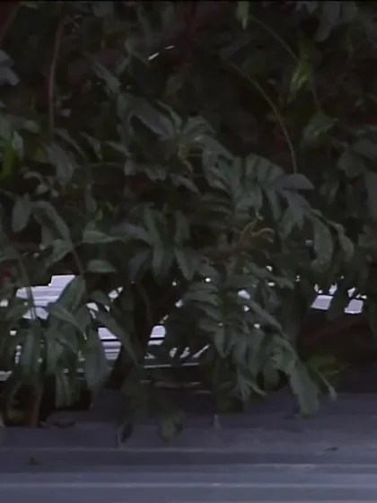 Vaibhav Sooryavanshi with a Six vs. New Zealand