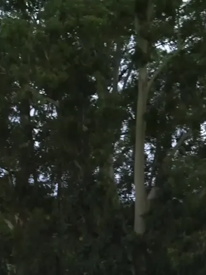 Caleb Falconer with a Six vs. Pakistan