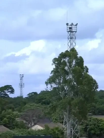 Joe Moores with a Six vs. Zimbabwe