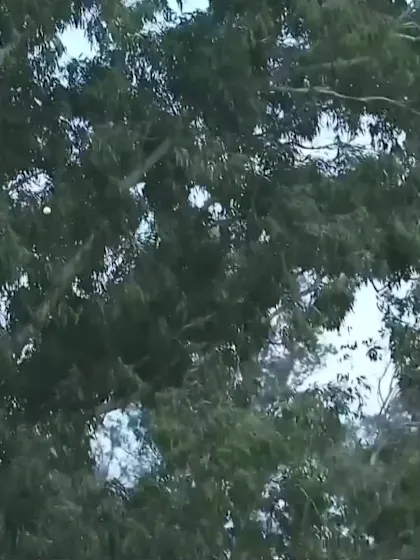 Rifat Beg - Wicket - Bangladesh vs USA