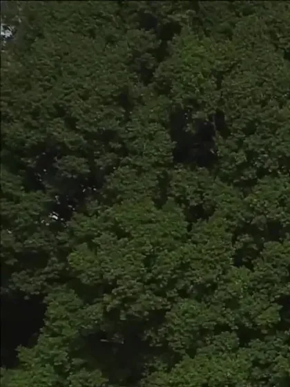 A Sharma with a Four vs. England