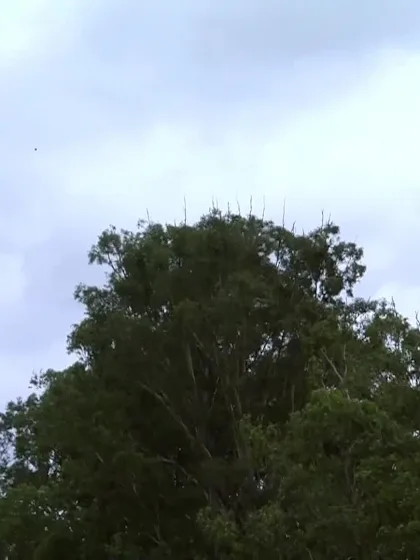 Caleb Falconer with a Six vs. Pakistan